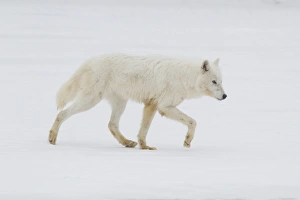 Arctic Wolf (Canis lupus arctos) adult, walking on snow, Minnesota, U. S. A. January (captive)