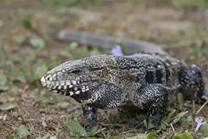 Mato Grosso Prints: Argentine Black and White Tegu (Tupinambis merianae) adult