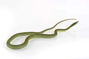 Venomous Prints: Argentine Long-nose Snake (Philodryas baroni) adult