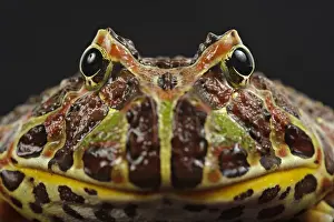 Argentinian Horned Frog (Ceratophrys ornata) adult, close-up of head
