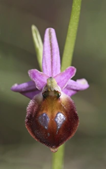Peloponnese Prints: Argolis Orchid (Ophrys argolica) close-up of flower, Peloponesos, Southern Greece, april