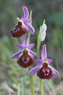 Peloponnese Prints: Argolis Orchid (Ophrys argolica) close-up of flowers, Peloponesos, Southern Greece, april