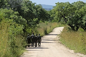 Game Prints: Armed game wardens walking along track, Kruger N. P. Mpumalanga, South Africa