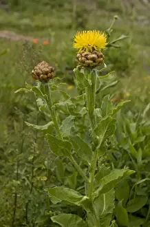 Middle East Prints: Armenian Basketflower (Centaurea macrocephala) flowering