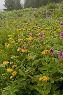Middle East Prints: Armenian Cranesbill (Geranium psilostemon) and Giant Fleabane (Inula orientalis) flowering mass