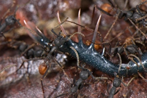 Killing Prints: Army Ant (Eciton burchellii) adult workers