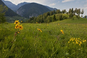 Rumania Prints: Arnica (Arnica montana) flowering, growing in mountain pasture habitat, Romania, June