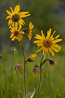 Rumania Prints: Arnica (Arnica montana) flowering, Romania, June