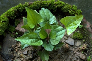 Kerala Prints: Arokyappacha (Trichopus zeylanicus) leaves, Trivandrum, Kerala, India