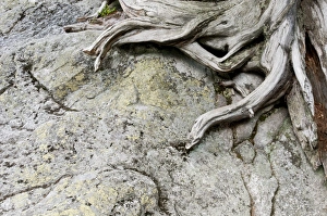 Eastern Europe Prints: Arolla Pine (Pinus cembra) close-up of roots on rock