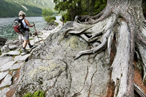 Eastern Europe Prints: Arolla Pine (Pinus cembra) roots on rock