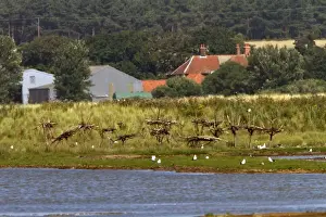 Havergate Prints: Artificial nesting platforms for Spoonbills on Havergate Island Marsh Suffolk