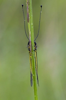 Roost Prints: Ascalaphid (Libelloides coccajus) adult