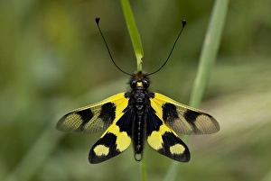 Balkan Prints: Ascalaphid (Libelloides macaronius) adult, with wings open, Northern Greece, May