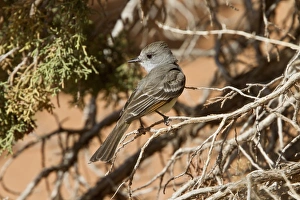 Ash throated Flycatcher Utah America
