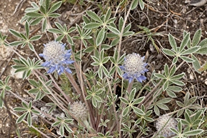 Ashland Lupin (Lupinus lepidus var. ashlandensis) flowering, Mount Ashland, Oregon, U. S. A. july