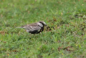 S Eed Prints: Ashy-crowned Sparrow-lark (Eremopterix grisea) adult male