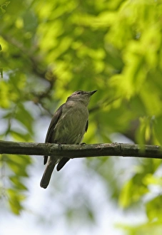 West Africa Prints: Ashy Flycatcher (Muscicapa caerulescens) adult