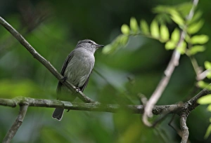 Ashy Flycatcher (Muscicapa caerulescens) adult, perched on twig, Opro Forest, Ghana, February