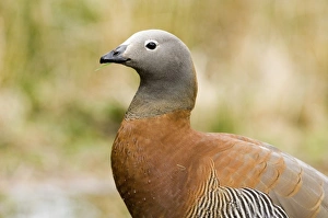 Tierra Del Fuego Prints: Ashy-headed Goose (Chloephaga poliocephala) adult