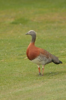 Ashy-headed Goose (Chloephaga poliocephala) adult, standing on short grass, Llao Llao Peninsula, Neuquen, Argentina, october