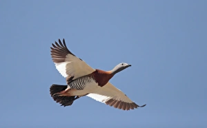 Ashy-headed Goose (Chloephaga poliocephala) adult, in flight, Llao Llao, Neuquen, Argentina, december