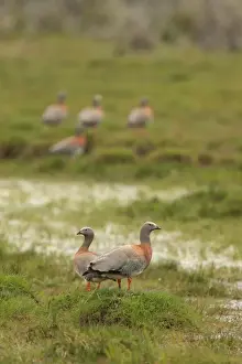 Ashy-headed Goose (Chloephaga poliocephala) adult pair, standing on grazing marsh, with others in background, Estancia Harberton, Tierra del Fuego, Argentina, december