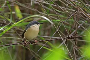 Ashy Prinia (Prinia socialis brevicauda) endemic race, adult, perched on barbed wire, Sri Lanka, december