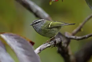 Warblers Prints: Ashy-throated Warbler (Phylloscopus maculipennis maculipennis) adult