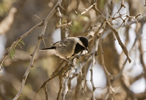 Cape Prints: Ashy Tit (Parus cinerascens) adult