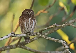Asian Barred Owlet (Glaucidium cuculoides austerum) adult, perched on branch, Roing, Arunachal Pradesh, India, february