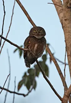 Asian Barred Owlet (Glaucidium cuculoides bruegeli) adult, calling, perched on branch, Kaeng Krachan N. P. Thailand, january