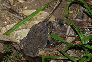 Floor Prints: Asian Black-spined Toad (Duttaphrynus melanostictus) adult