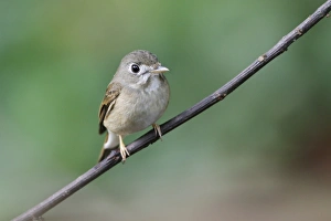 South Asia Prints: Asian Brown Flycatcher (Muscicapa dauurica) adult