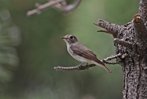 Fly Catcher Prints: Asian Brown Flycatcher (Muscicapa dauurica) adult, perched on twig, Hebei, China, may