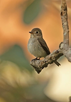 Asian Brown Flycatcher (Muscicapa dauurica) adult, perched on branch, Siem Reap, Cambodia, January