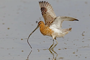 South China Sea Prints: Asian Dowitcher (Limnodromus semipalmatus) adult
