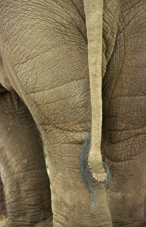 Tails Prints: Asian Elephant (Elephas maximus) adult, close-up of tail, Chester Zoo