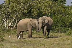 Anniversary Prints: Asian Elephant (Elephas maximus) two adults, with entwined trunks, Sri Lanka