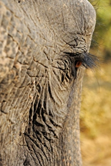 Asian Elephant (Elephas maximus indicus) adult, close-up of eye, Bandhavgarh N. P. Madhya Pradesh, India, December
