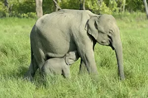 Asian Elephant (Elephas maximus indicus) adult female and calf, suckling, standing in grassland, Jim Corbett N. P