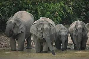 Kaeng Krachan Prints: Asian Elephant (Elephas maximus indicus) two adult females and two juveniles
