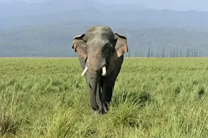 Asian Elephant (Elephas maximus indicus) adult male, walking in grassland, Jim Corbett N. P. Uttarkhand, India, May
