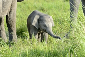 India Prints: Asian Elephant (Elephas maximus indicus) calf