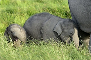 India Prints: Asian Elephant (Elephas maximus indicus) two calves