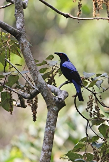 Asian Fairy-bluebird (Irena puella) adult male, perched in tree, Kaeng Krachan N. P. Thailand, february