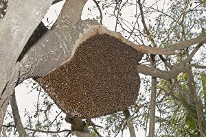 West Bengal Prints: Asian Honey Bee (Apis cerana) adults