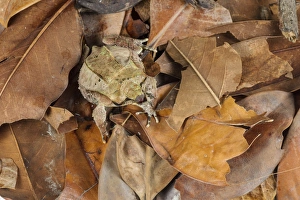 Asian Horned Frog (Megophrys nasuta) adult male, sitting on leaf litter, Borneo (captive)