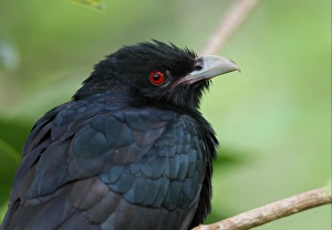 Cuckoos Prints: Asian Koel (Eudynamis scolopacea) adult male, close-up of head, Sri Lanka, december