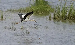 Asian Open-billed Stork (Anastomus oscitans) adult, in flight over lake, Sri Lanka, February